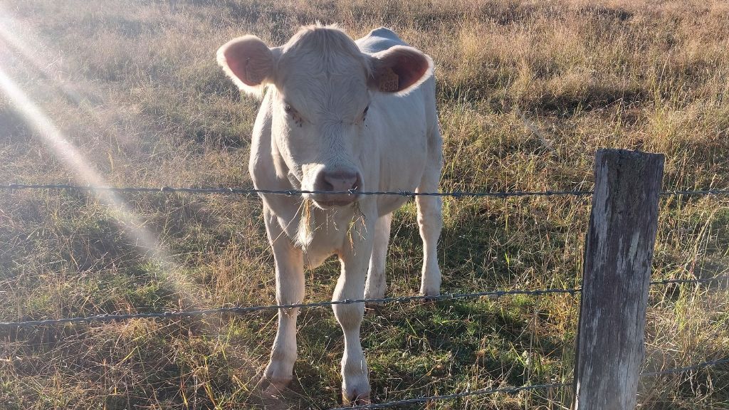 Veau dans son pré - en Moselle