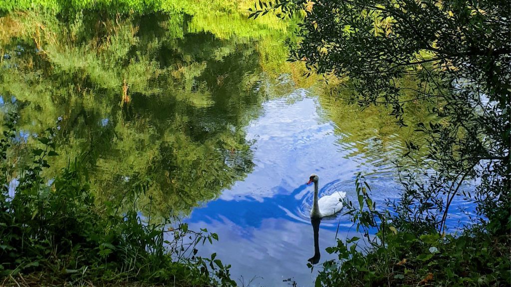 Cygne dans un étang en Lorraine